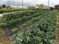 鈴木農園.jpg